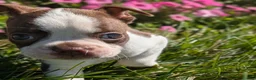 Boston Terrier dogs for sale: Apple - Ad 7