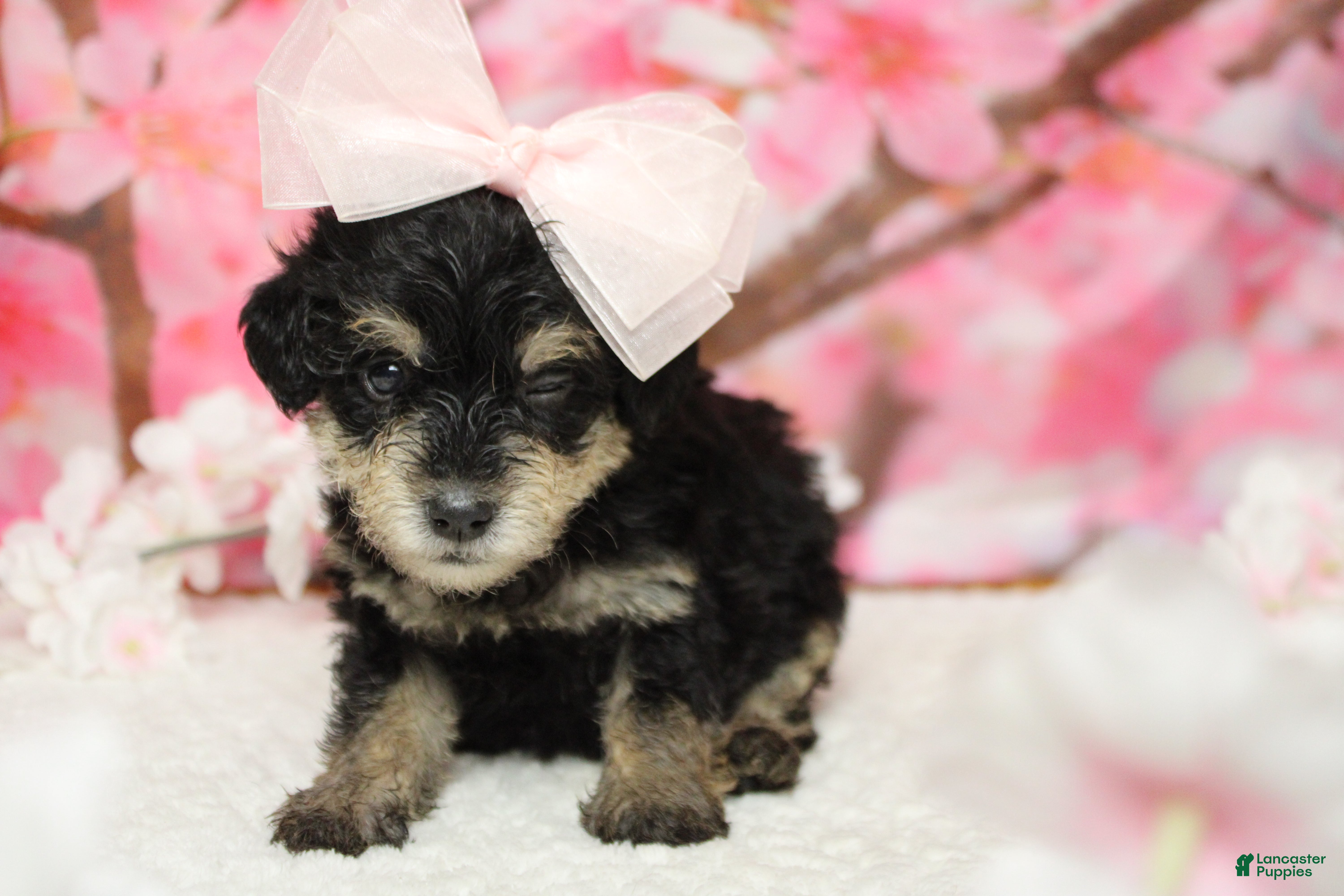 Schnoodle dogs Rose - Ad 5