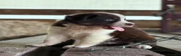 Australian Shepherd dogs for sale: Clay - Ad 4