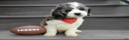 Cockapoo dogs for sale: Spot - Ad 7