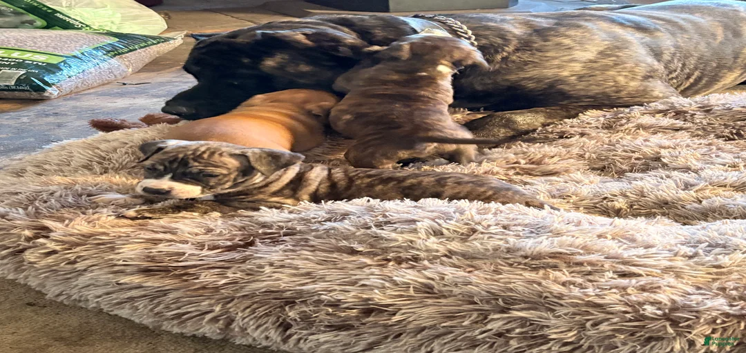 Gallery Image {{count}}