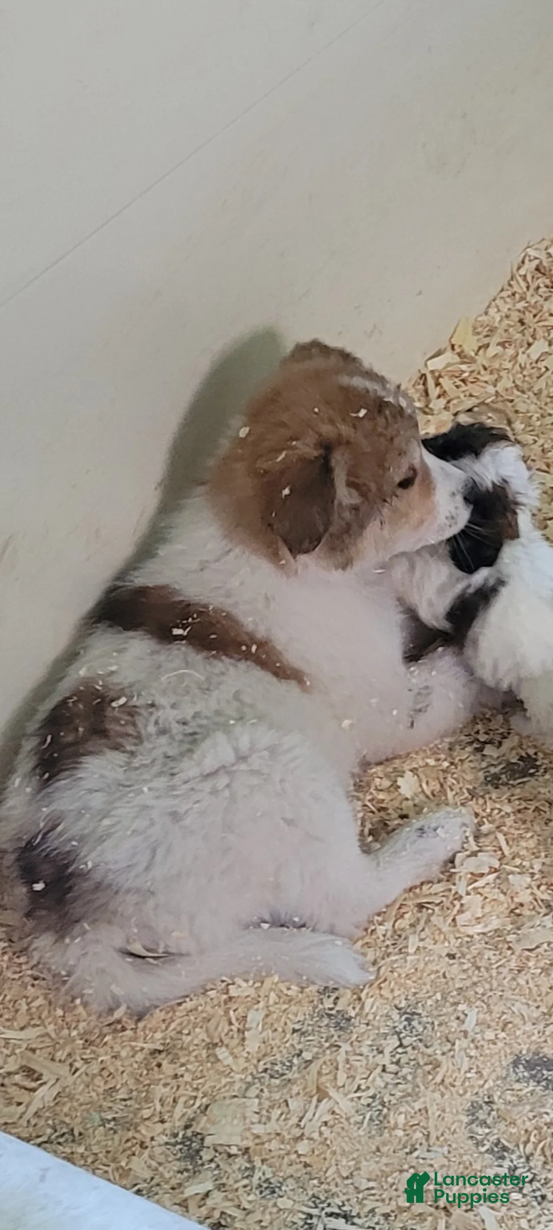 Mixed Breed dogs for sale: Mixed Breed Puppy 2 - Ad 1