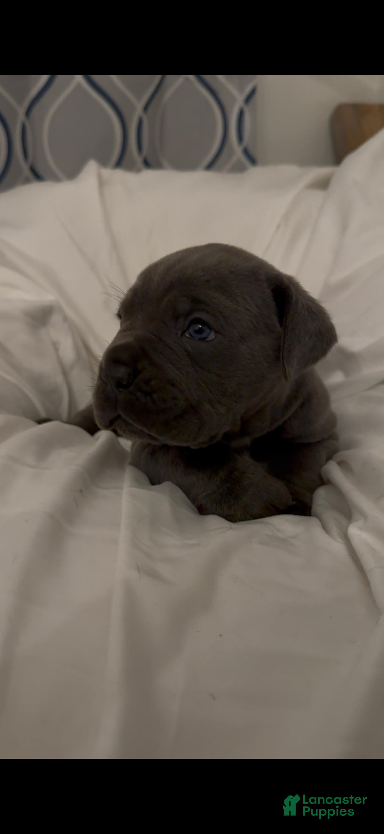 Cane Corso dogs Shadow - Ad 2