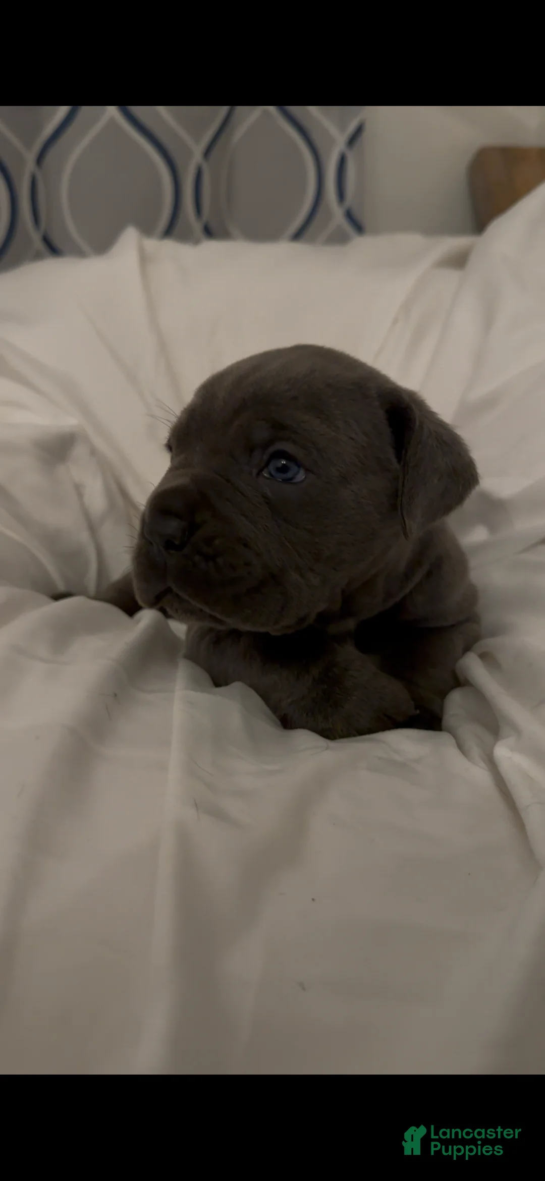 Cane Corso dogs for sale: Shadow - Ad 2