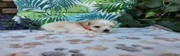 Maltipoo dogs for sale: Rosco - Ad 7