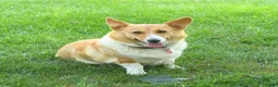 Welsh Corgi Pembroke dogs for sale: Bailey - Ad 6