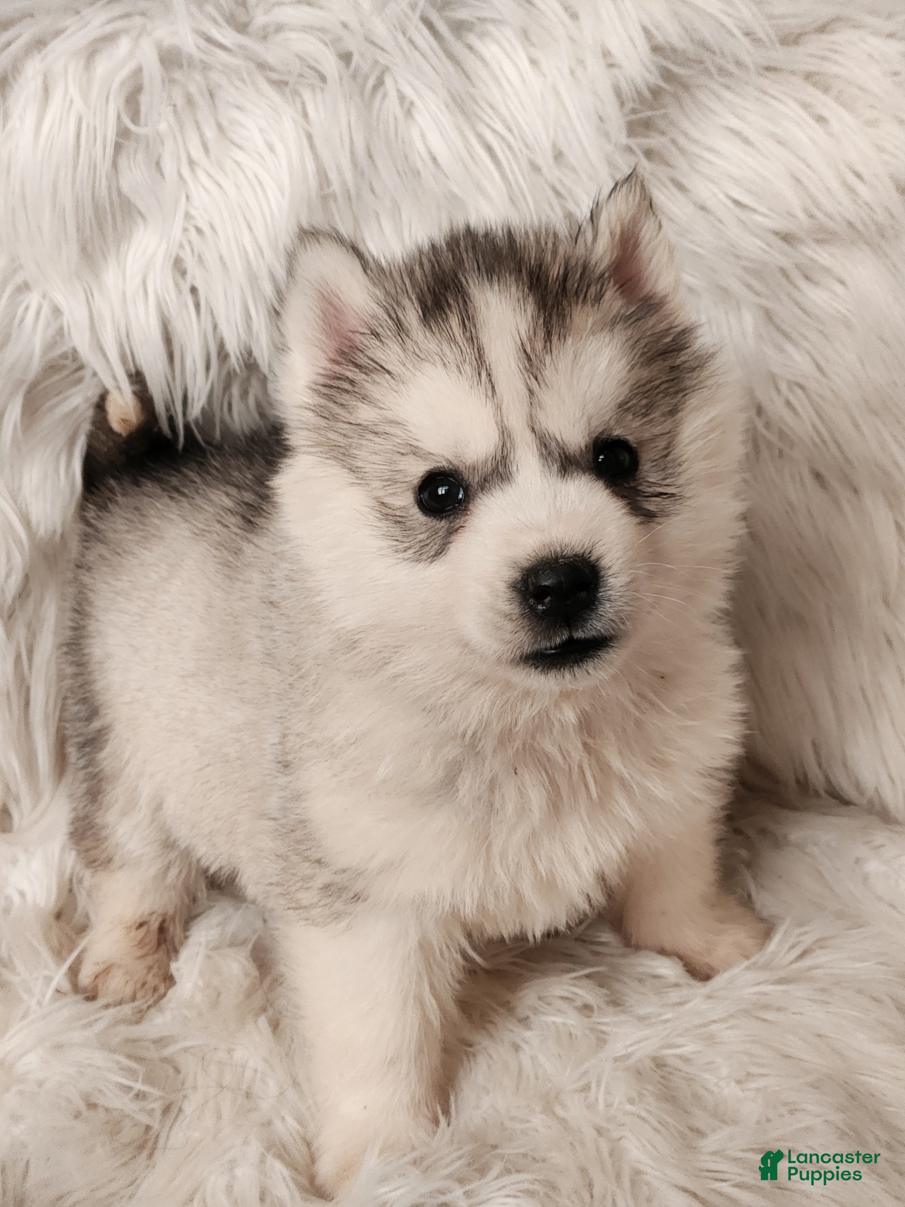 Siberian Husky dogs Thor - Ad 1