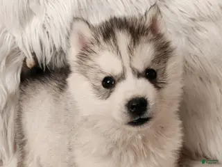 Siberian Husky dogs Thor - Ad 1