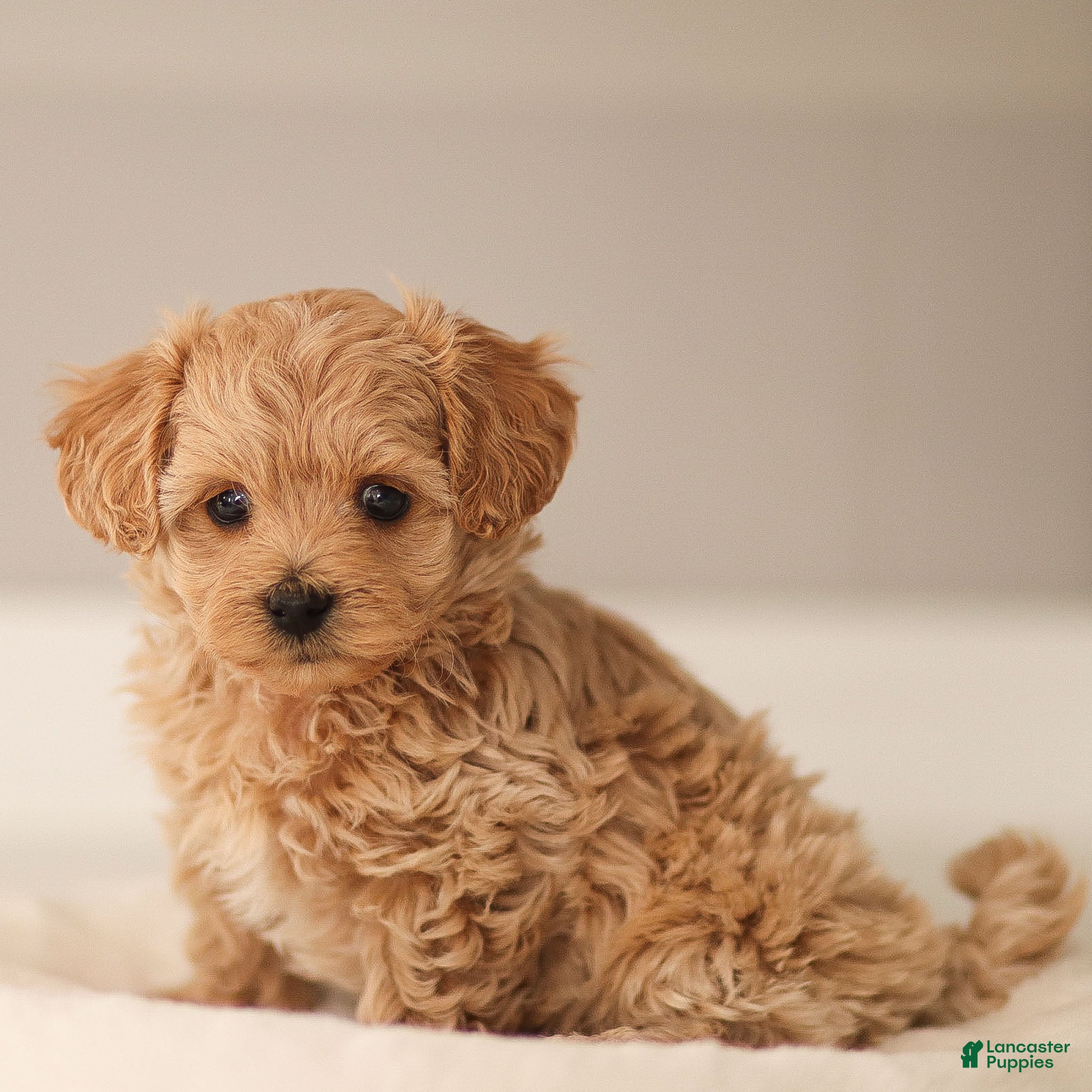 Maltipoo dogs Luca Maltipoo Puppy  - Ad 2