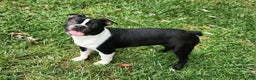 Boston Terrier dogs for sale: Cocoa  - Ad 1