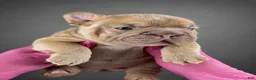 French Bulldog dogs for sale: Tesla - Ad 1