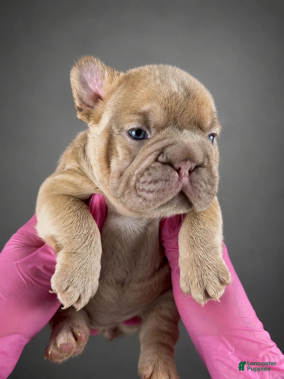 French Bulldog dogs for sale: Tesla - Ad 1