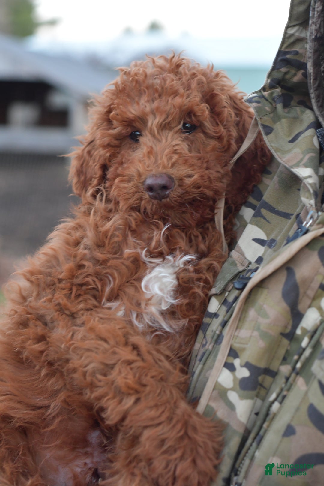 Standard Poodle dogs for sale: Clifford  - Ad 23