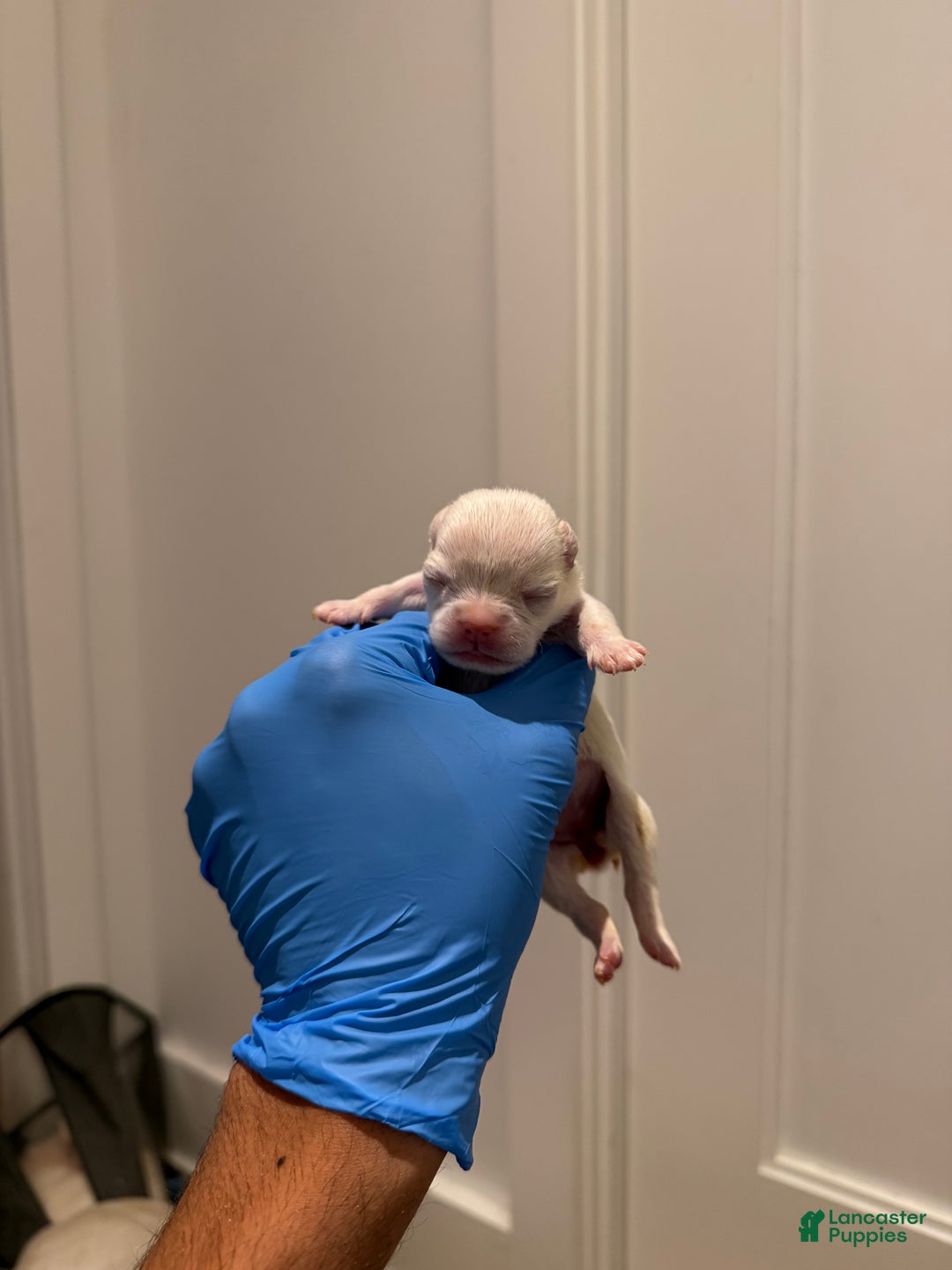 French Bulldog dogs for sale: Ghosty - Ad 3