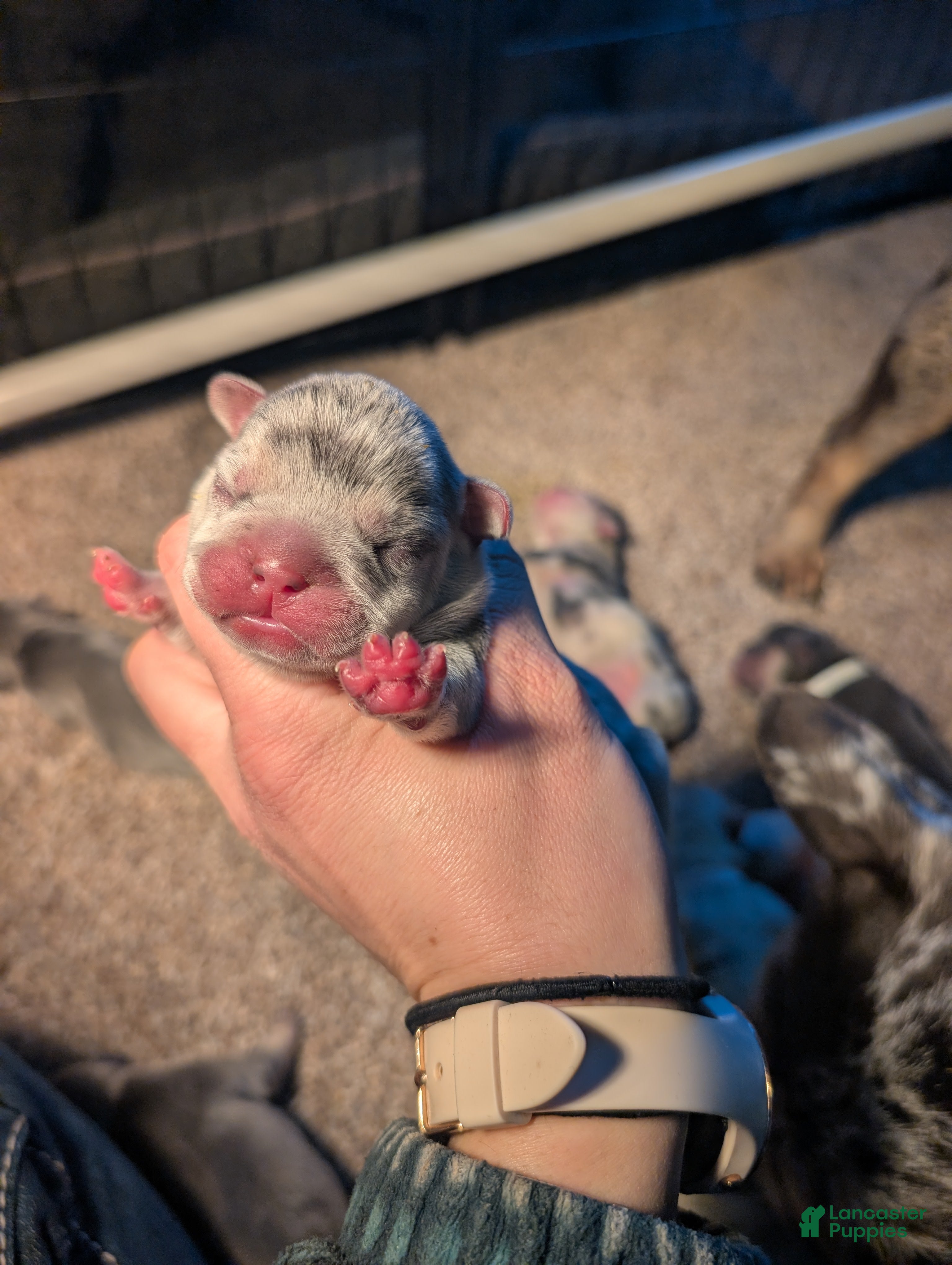 French Bulldog dogs Omelette  - Ad 34