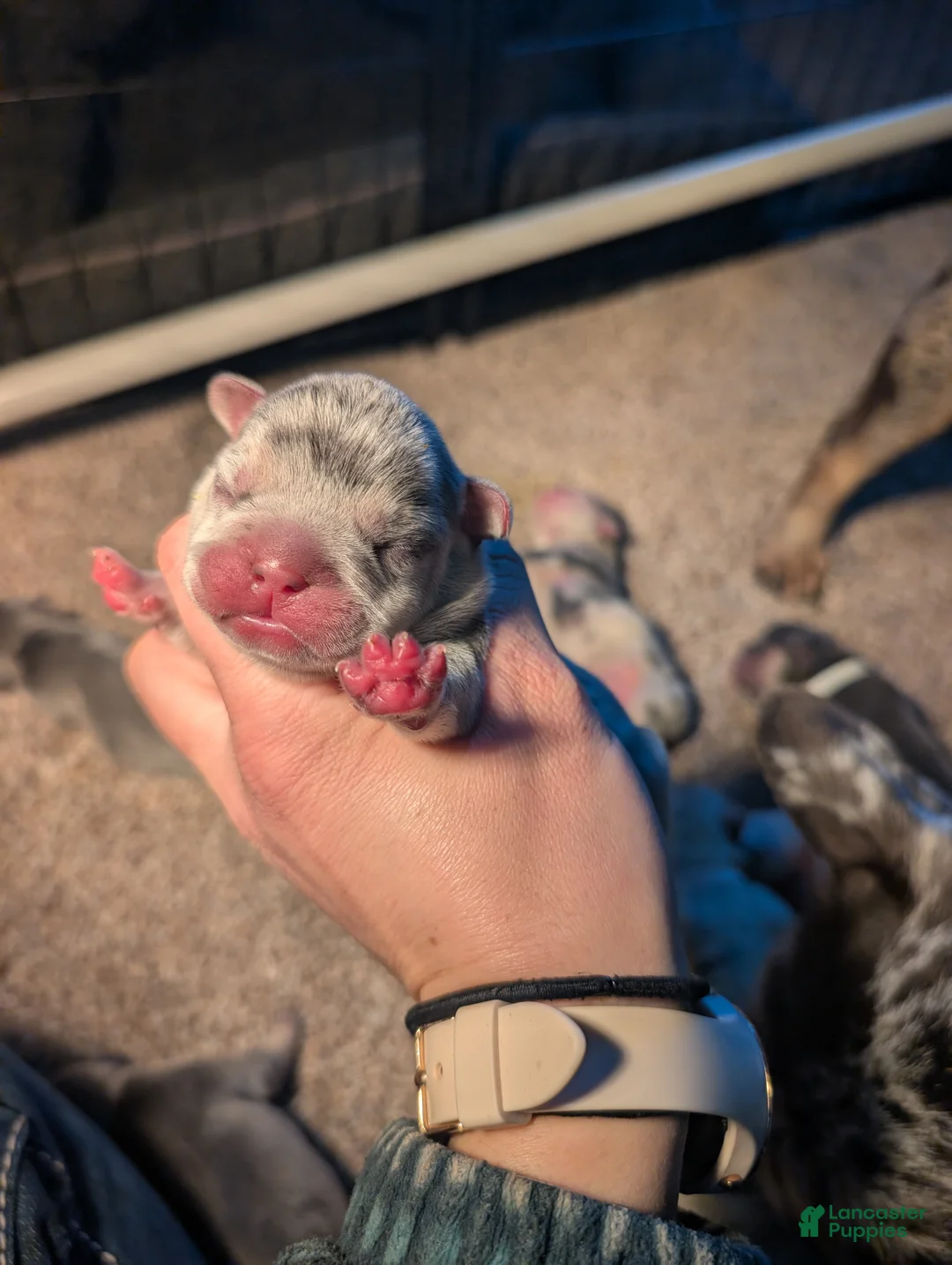 French Bulldog dogs for sale: Omelette  - Ad 1