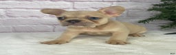 French Bulldog dogs for sale: Sady - Ad 3