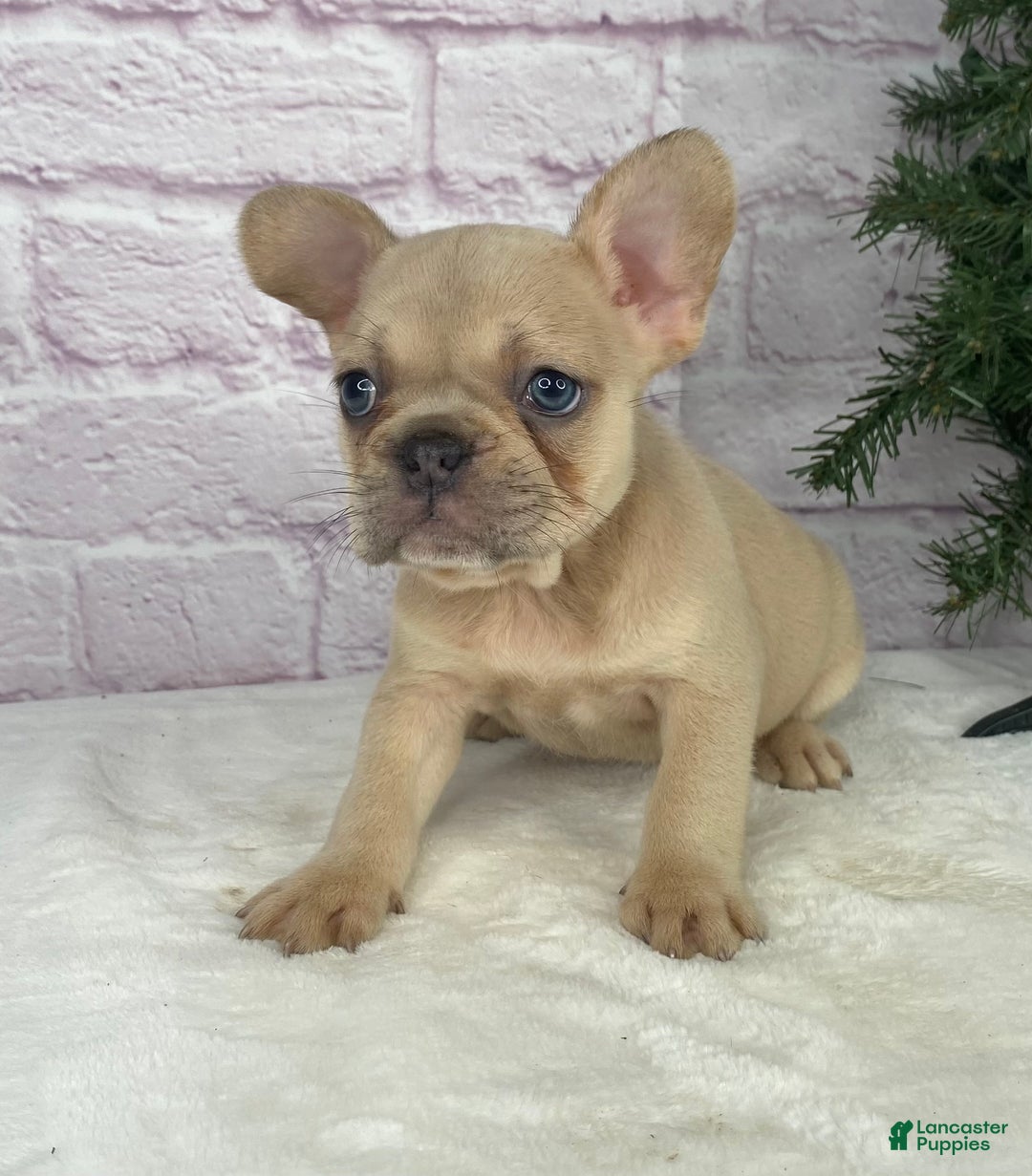 French Bulldog dogs for sale: Sady - Ad 3