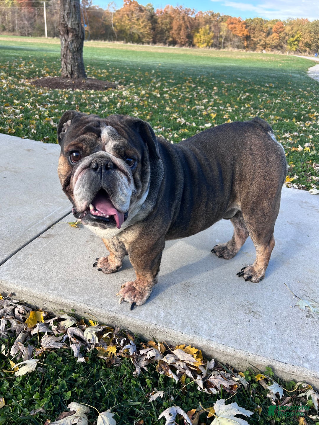 English Bulldog dogs for sale: LEO - Ad 18