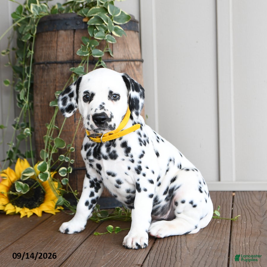 Dalmatian dogs Lemon - Ad 2