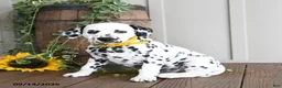 Dalmatian dogs for sale: Lemon - Ad 2