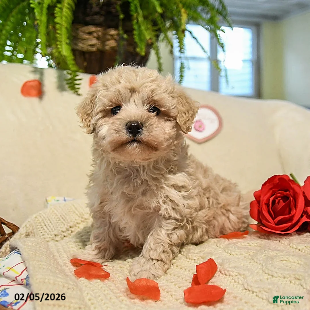 Maltipoo dogs for sale: Ann - Ad 4