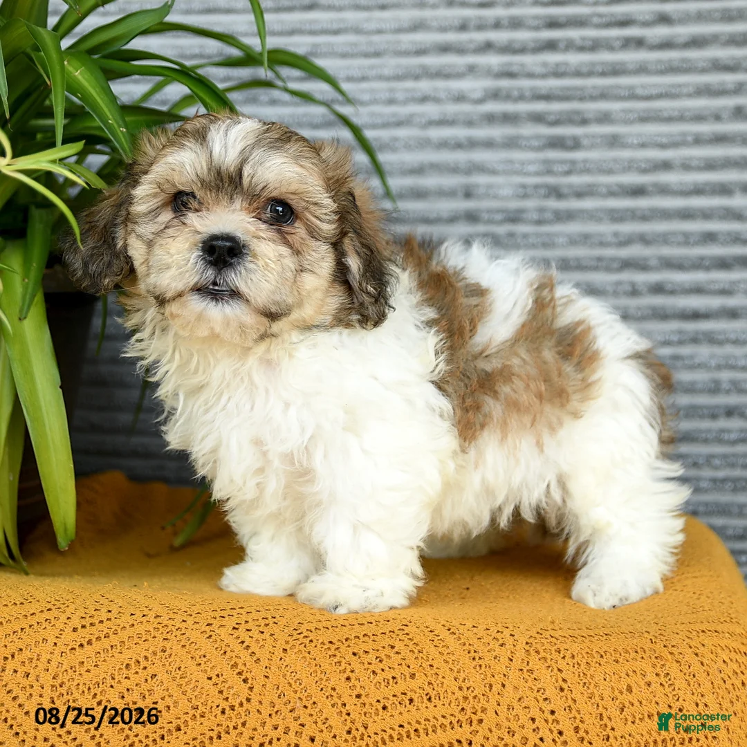 Teddy Bear dogs for sale: Everest - Ad 2