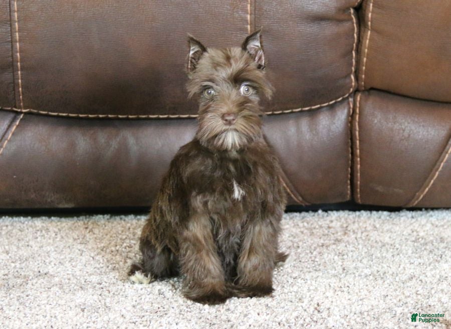 Miniature Schnauzer dogs Millie - Ad 4