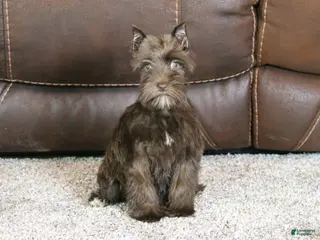 Miniature Schnauzer dogs Millie - Ad 4