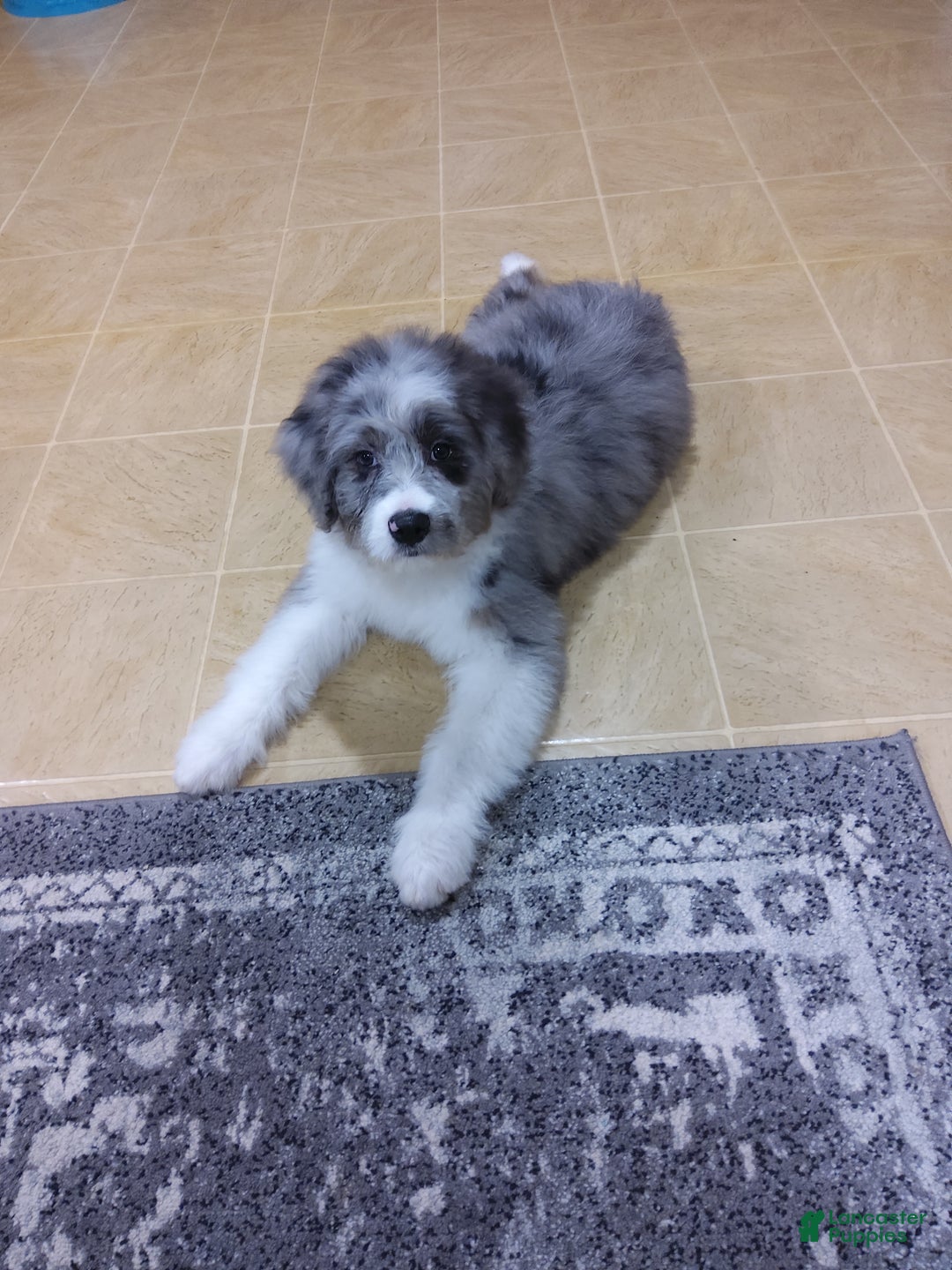 Aussiedoodle dogs for sale: Danay - Ad 1