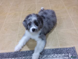 Aussiedoodle dogs Danay - Ad 27