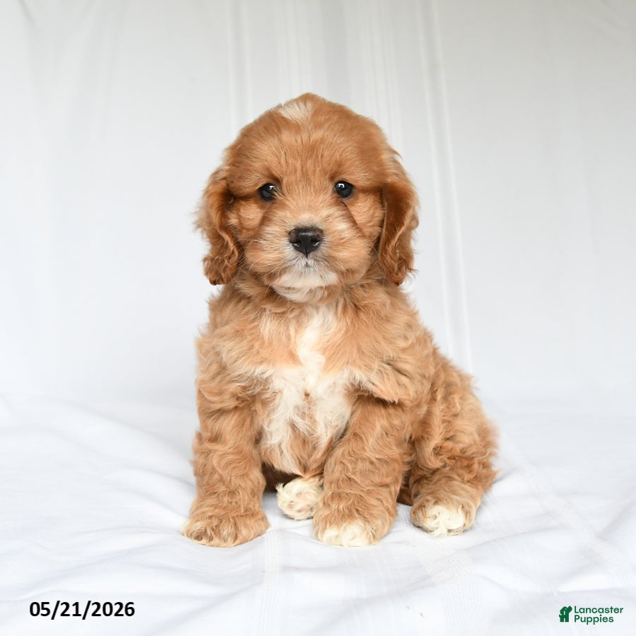 Cockapoo dogs Jesse - Ad 1