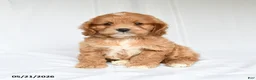 Cockapoo dogs for sale: Jesse - Ad 1