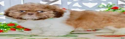 Shih Tzu dogs for sale: Brett - Ad 5