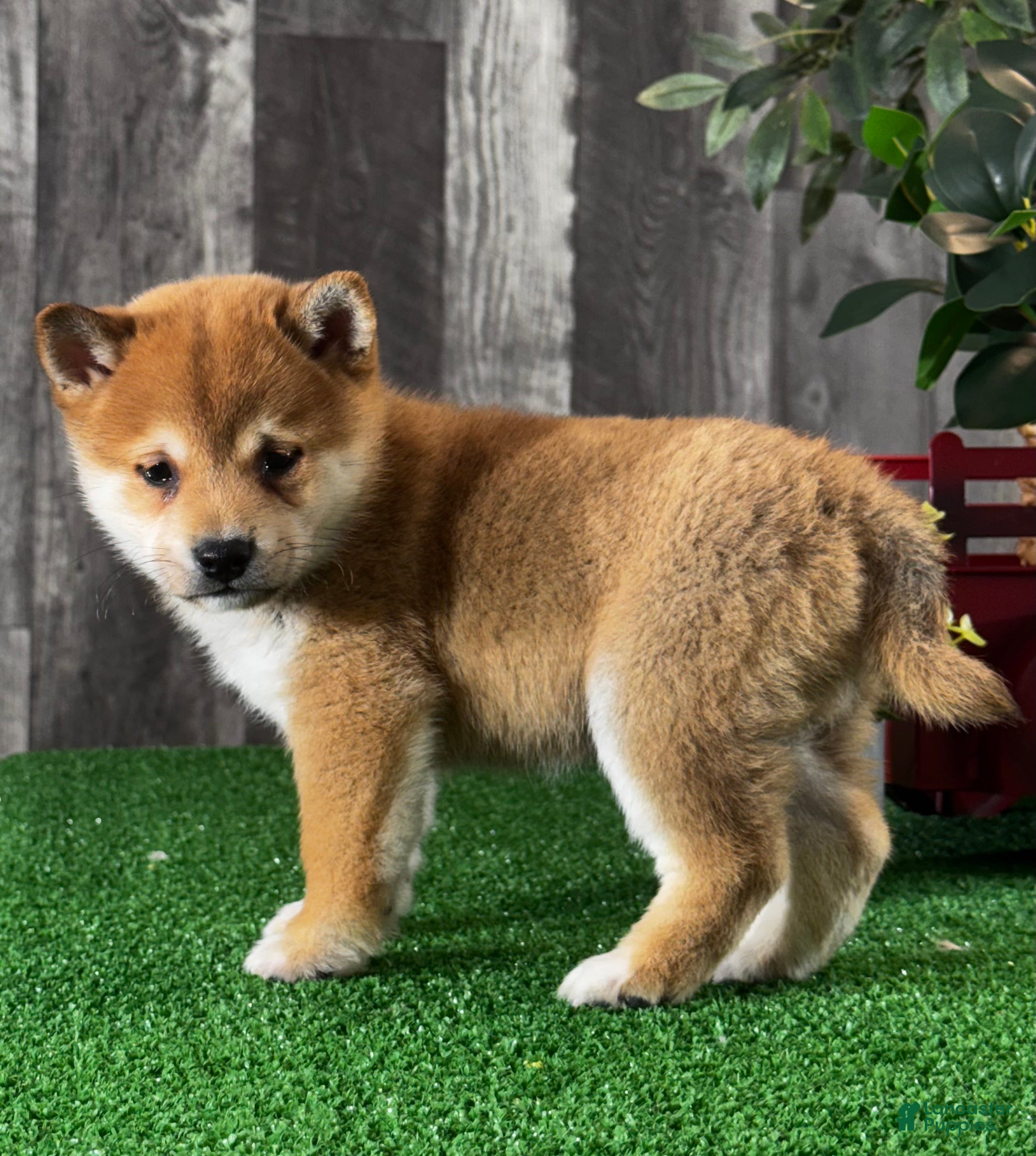 Shiba Inu dogs Igloo - Ad 9