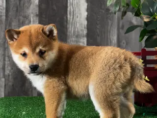 Shiba Inu dogs Igloo - Ad 9