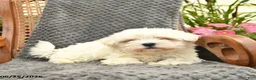 Maltipoo dogs for sale: Fluffy  - Ad 3