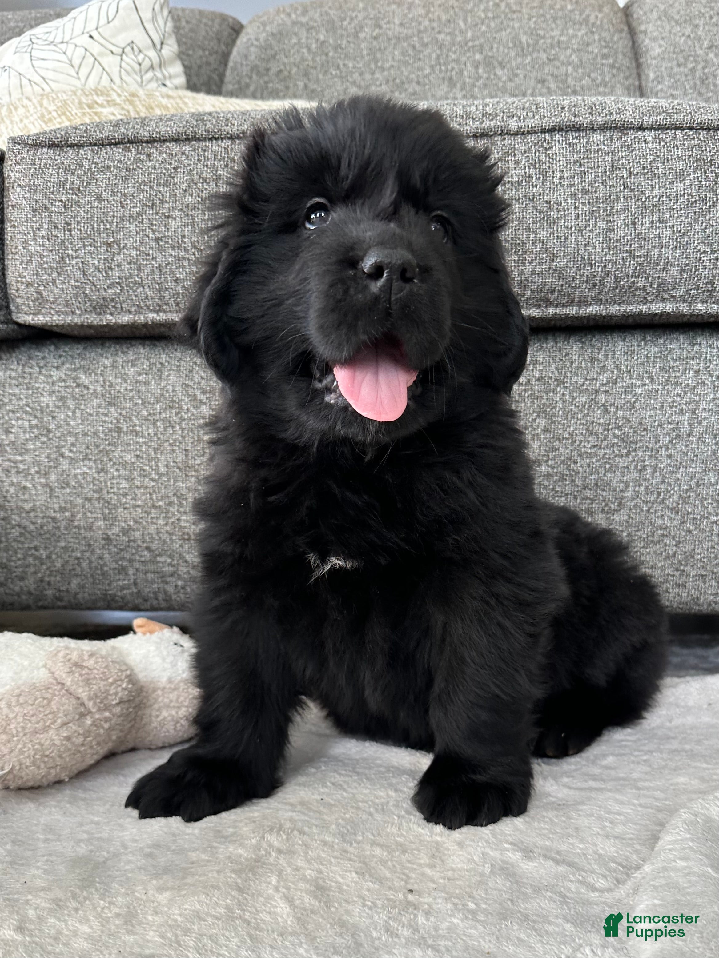Newfoundland dogs OFA,AKC,CH, “ Jackson Cancrimo” - Ad 4