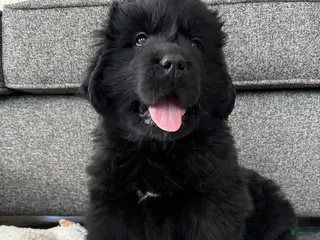 Newfoundland dogs OFA,AKC,CH, “ Jackson Cancrimo” - Ad 29
