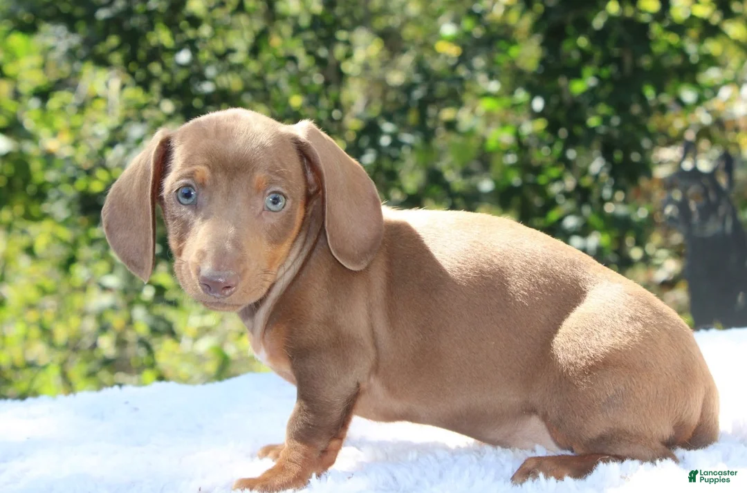 Dachshund dogs for sale: Penny - Ad 1