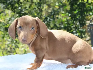 Dachshund dogs Penny - Ad 6