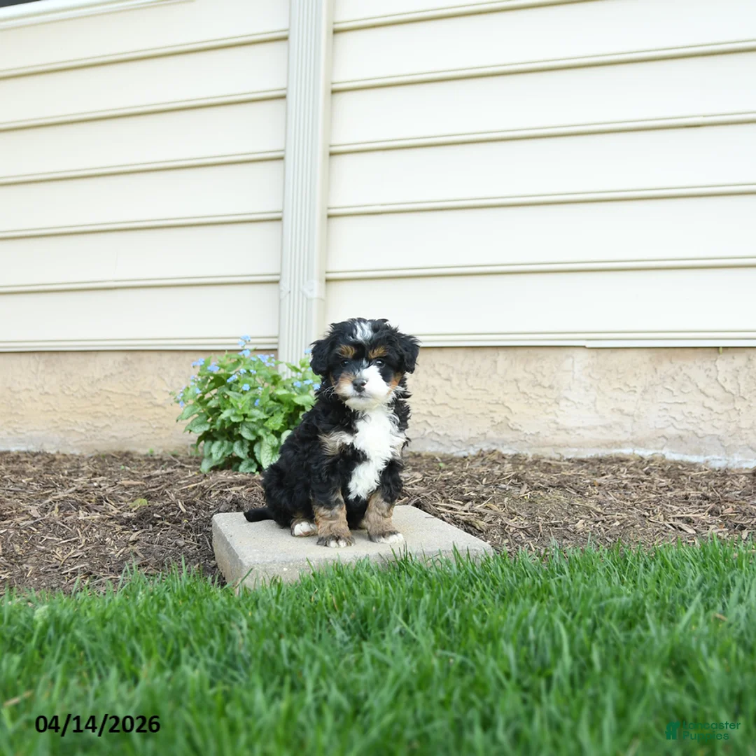 Bernedoodle dogs for sale: Cooper - Ad 5