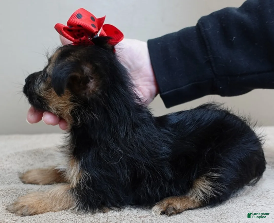 Yorkshire Terrier dogs for sale: Bali - Ad 3