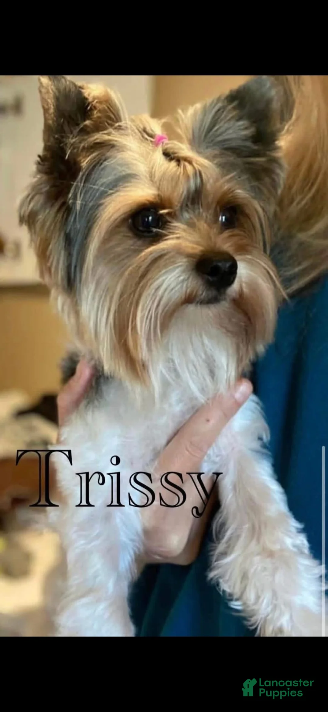 Yorkshire Terrier dogs for sale: Yorkshire Terrier 2 - Ad 2