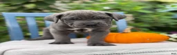 Cane Corso dogs for sale: Darcy - Ad 6