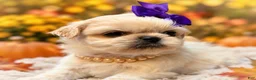 Shih Tzu dogs for sale: Suki  - Ad 2