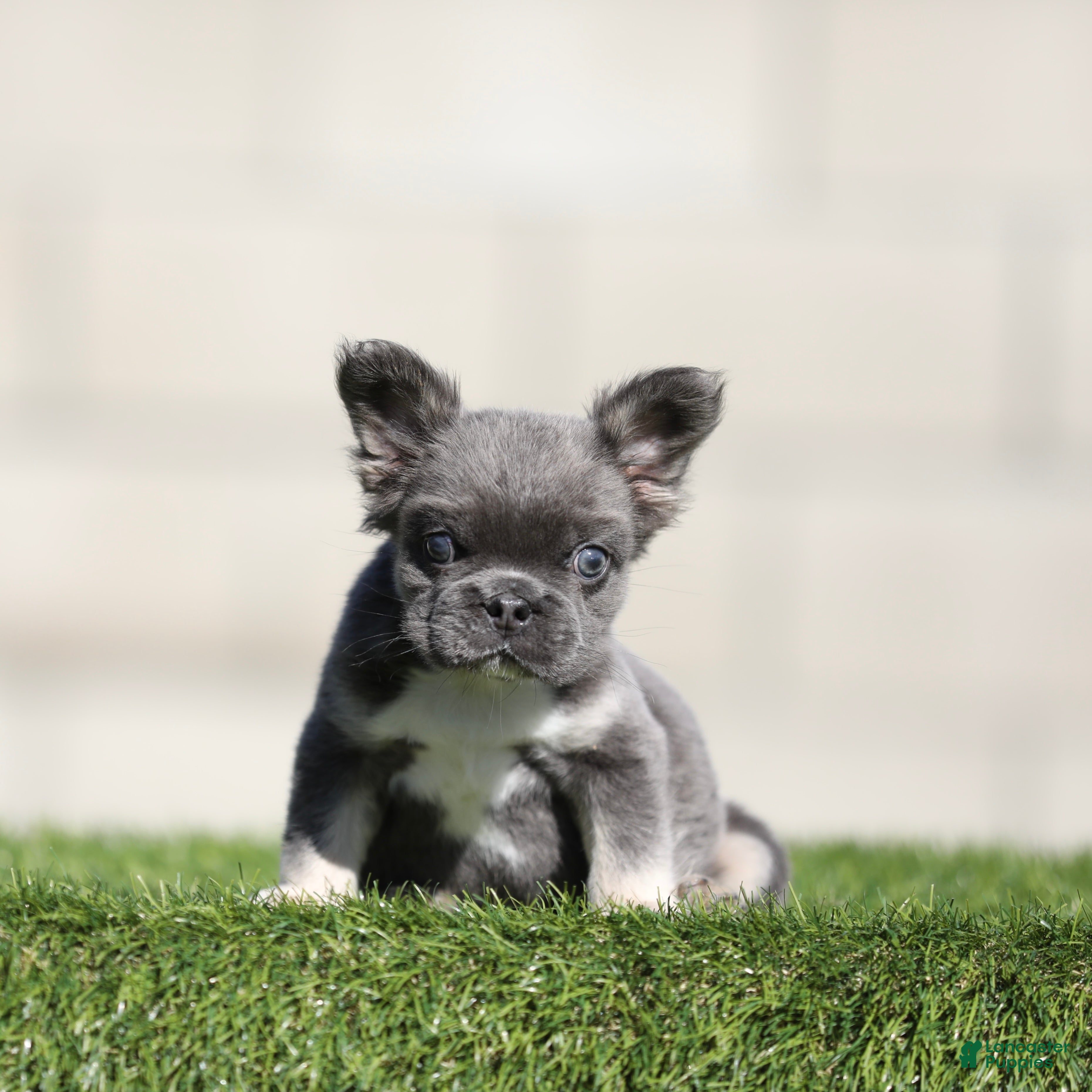French Bulldog dogs French Bulldog 1 - Ad 18