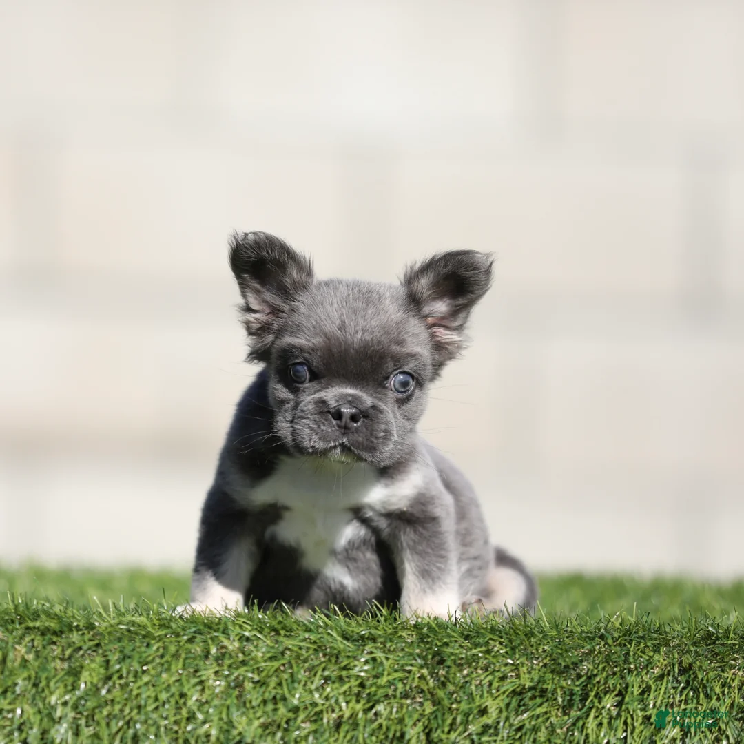 French Bulldog dogs for sale: French Bulldog 1 - Ad 1
