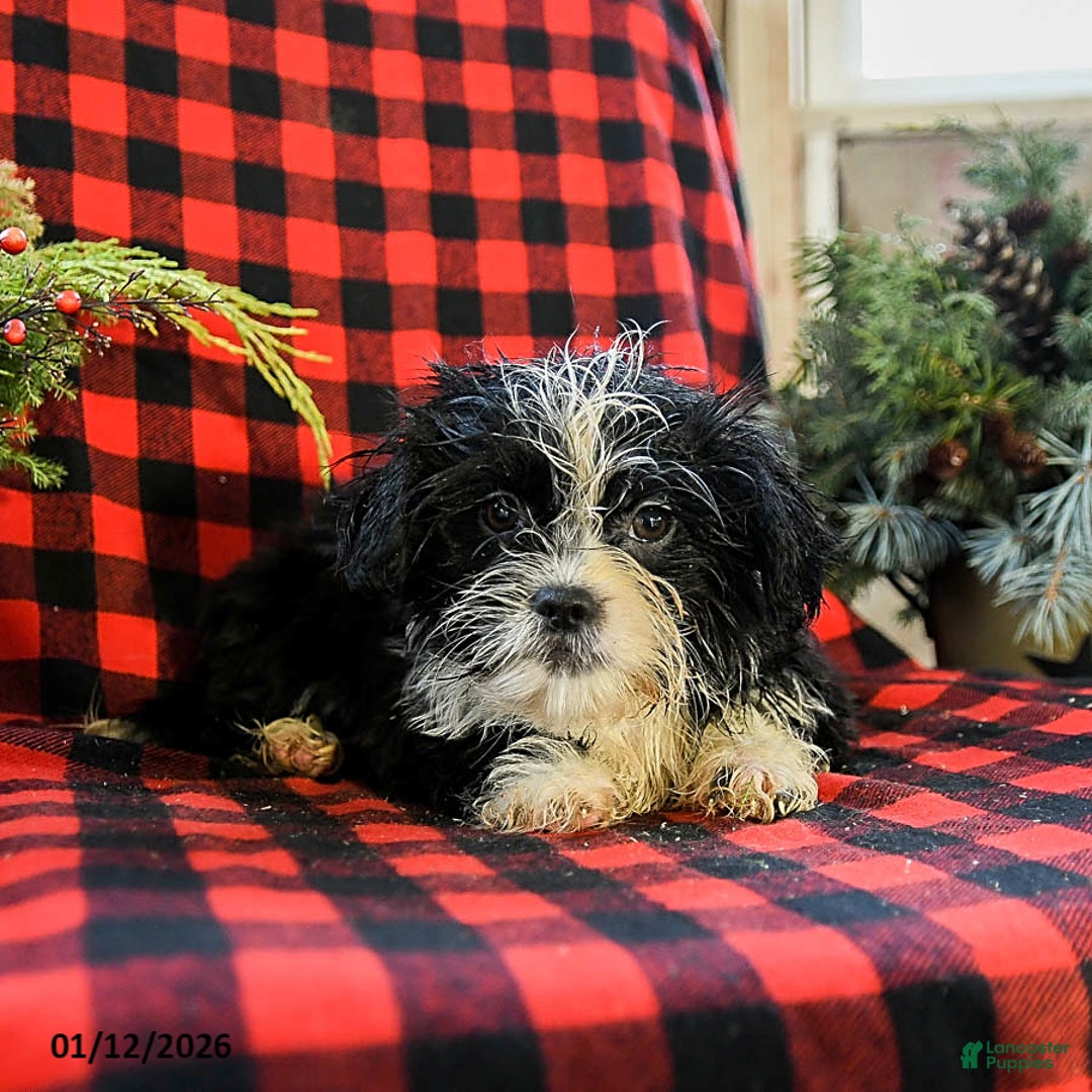 Shih Tzu dogs for sale: Amber - Ad 3