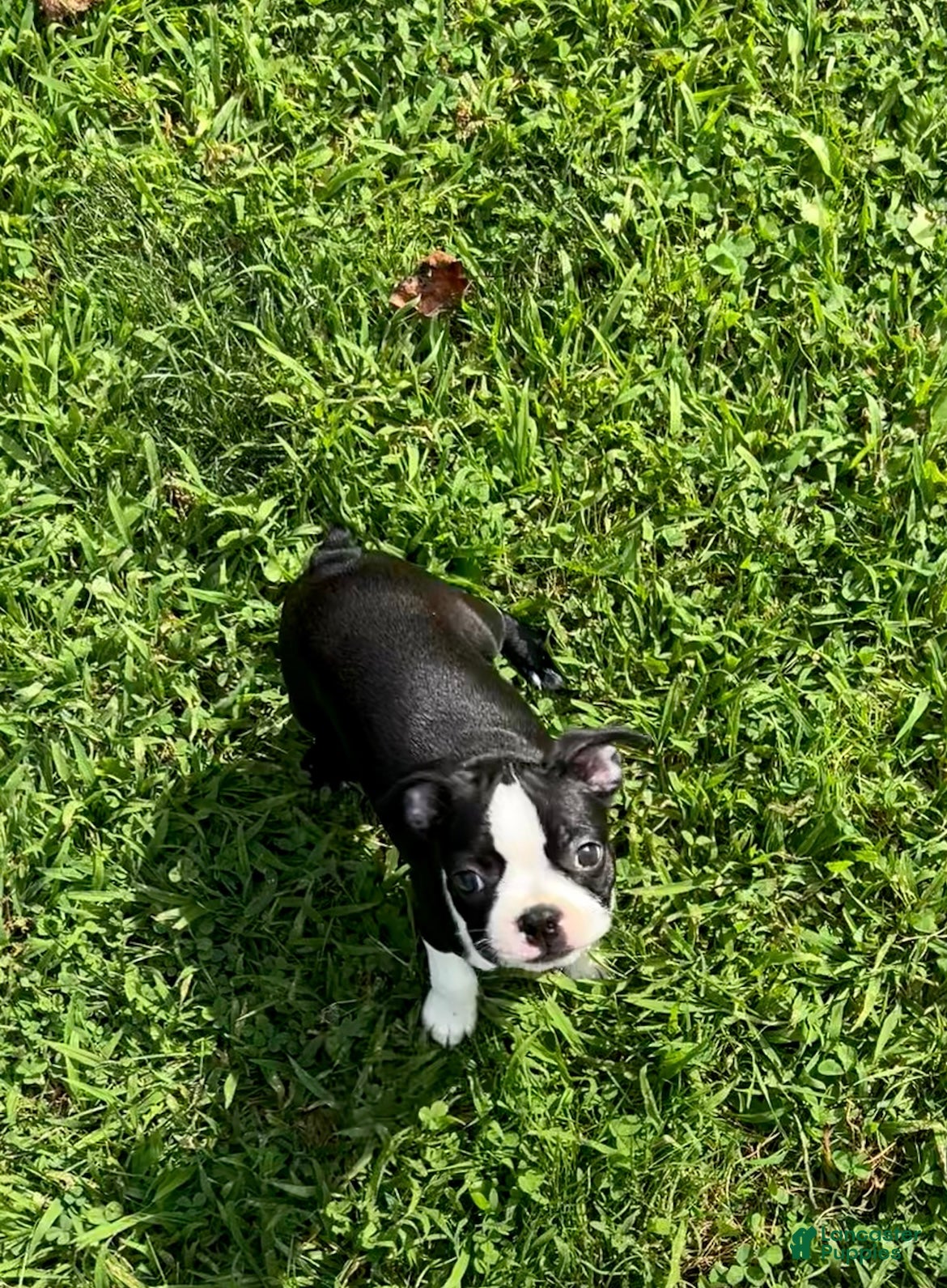 Boston Terrier dogs Willow - Ad 2